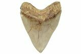 Fossil Megalodon Tooth - Collector Quality Indonesia Meg #225279-3